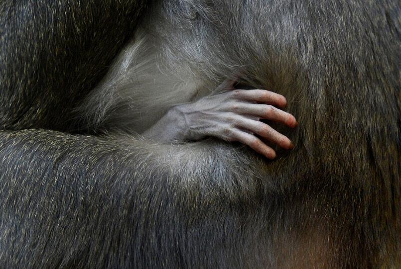 Bilder vom neuen Drill-Baby im Tierpark Hellabrunn