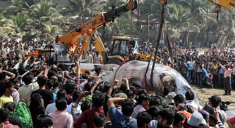 Es ist die Zeit der Wale: Nun ist auch in Mumbai ein Wal angespült worden.