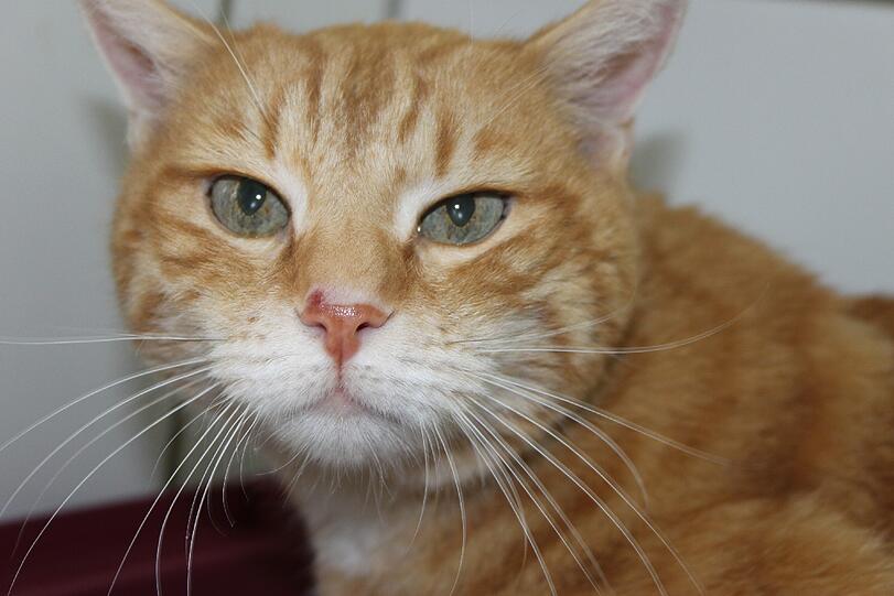 14 Jahre alt und krebskrank: Kater Anouk.
