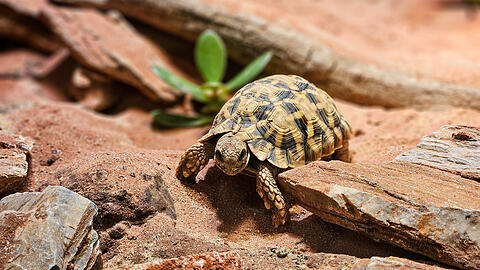 In der Giftschlangenhalle sind bereits die Kalahari-Stachelrandschildkröten eingezogen.
