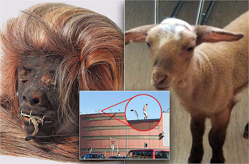 Ein halbnackter Jugendlicher auf dem JVA-Dach (m.), ein Schaf im Bordell (r.) oder ein skurriler Schrumpfkopf: Auch in diesem Jahr gab es einige kuriose Geschichten.