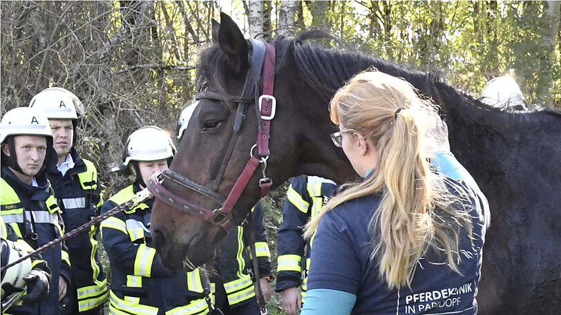 Die Feuerwehr zieht "Rio" mit vereinten Kräften aus dem Bachlauf. Die Bilder der Rettungsaktion.