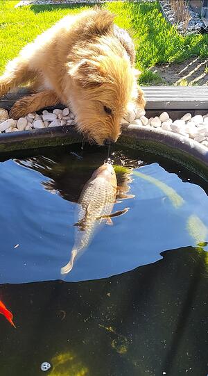 Hund Boomer (Mischling) mit Fischi