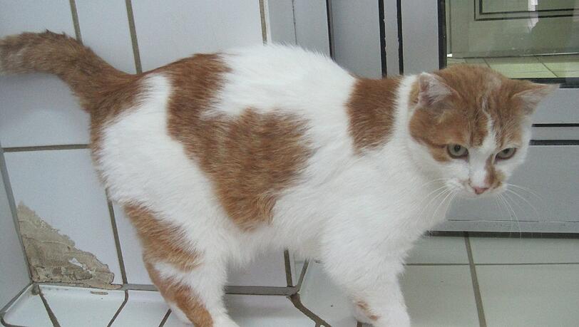 Im Tierheim: Katze Maunzi wartet auf einen neuen Besitzer.