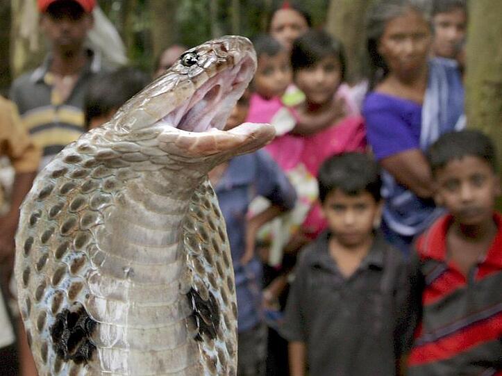 Eine Kobra bei einer Vorführung in Indien. Das Exemplar in Mülheim ist deutlich kleiner
