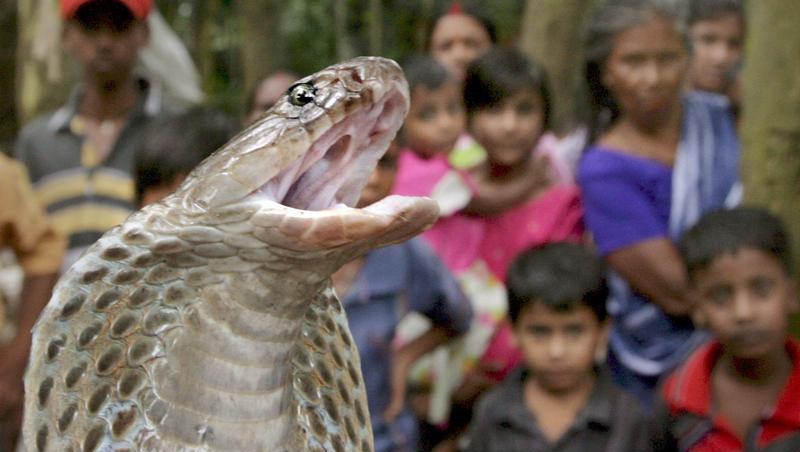 Eine Kobra bei einer Vorführung in Indien. Das Exemplar in Mülheim ist deutlich kleiner Eine Kobra bei einer Vorführung in Indien. Das Exemplar in Mülheim ist deutlich kleiner