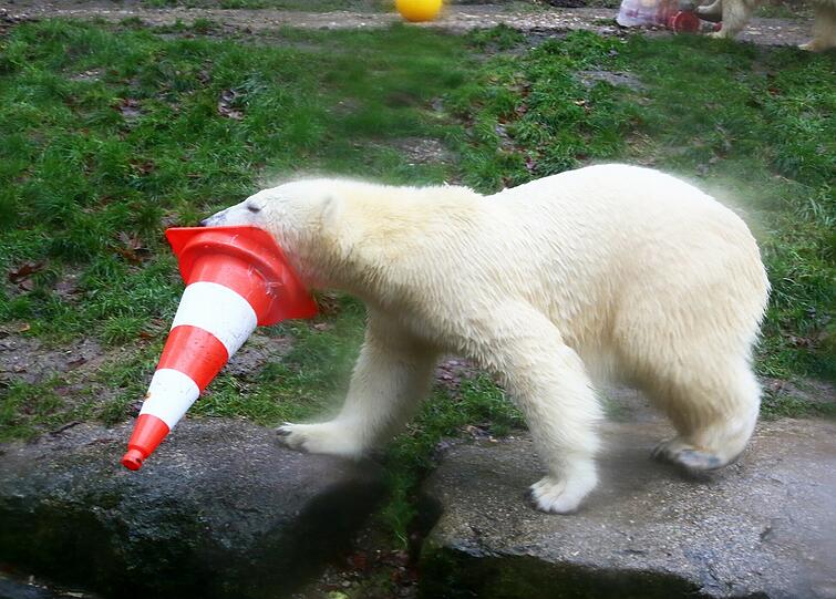 Im Tierpark Hellabrunn feiern die Eisbären Nela und Nobby mit ihrer Mutter Giovanna ihren 2. Geburtstag mit Eistorte und Spielzeug.