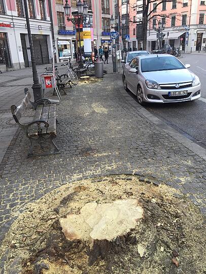 Ob noch mehr Bäume weichen müssen, weiß bislang keiner.