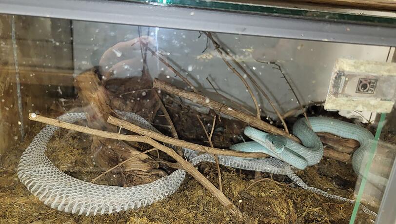 Eine Insel-Bambusotter in einem Terrarium.