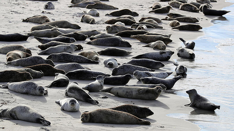 Robben und Seehunde liegen am Südstrand auf der Düne vor der Insel Helgoland in der Sonne.
