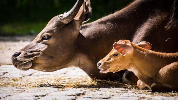 Banteng-Jungtier Petra.