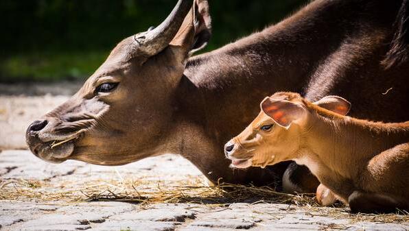Banteng-Jungtier Petra. Banteng-Jungtier Petra.