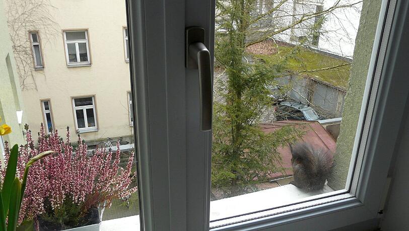 "Nussdieb auf frischer Tat ertappt", schreibt AZ-Leser T. Eichinger über dieses abenteuerlustige Eichhörnchen, das für ein paar Nüsse bis in den zweiten Stock geklettert ist. "Nussdieb auf frischer Tat ertappt", schreibt AZ-Leser T. Eichinger über dieses abenteuerlustige Eichhörnchen, das für ein paar Nüsse bis in den zweiten Stock geklettert ist.