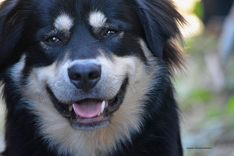 Kasimir