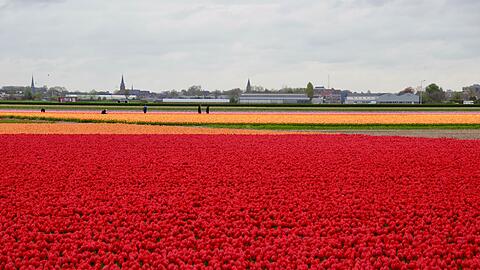 In den Niederlanden sind viele Felder mit Tulpenzwiebeln bepflanzt. (Archivbild)