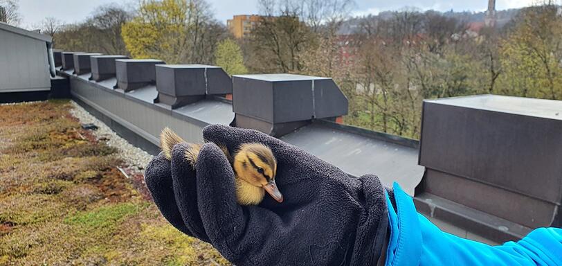 Eines der Küken, das vom Flachdach gerettet wurde.