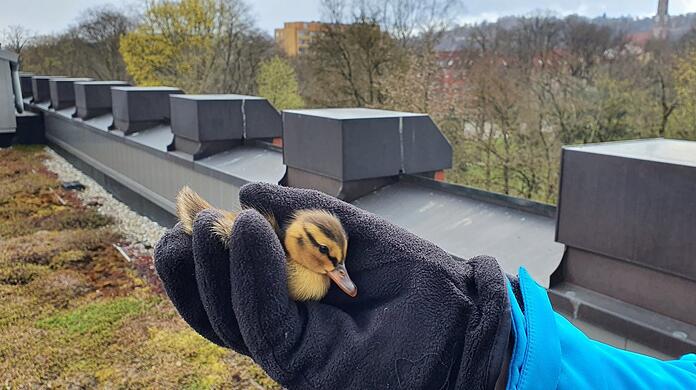 Eines der Küken, das vom Flachdach gerettet wurde.