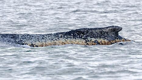 Die Haut des geschw&auml;chten Buckelwals soll befeuchtet werden. (Archivbild)