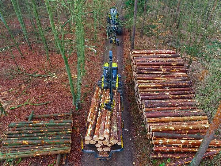 Frisch gefällte und geschnittene Kiefernstämme werden auf einen Polder gelegt. Foto: Patrick Pleul/Archiv