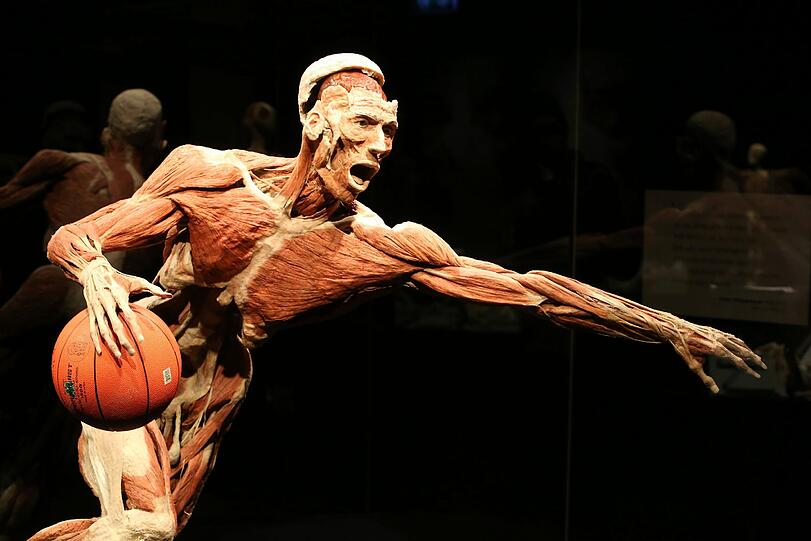 Starke Oberschenkel, kräftige Schultern: Dieses Präparat ist ein Basketballer.
