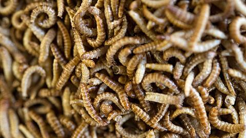 Anders als in Deutschland sind in vielen Ländern weltweit Insekten auf dem Teller nichts Ungewöhnliches.