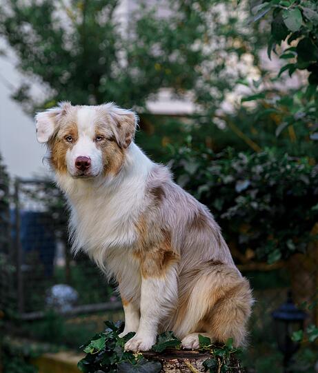 Marley