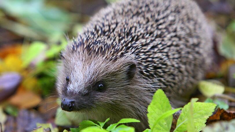 Im Liebesrausch können Igel ziemlich laut werden.