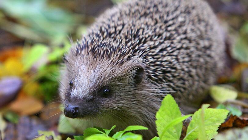 Im Liebesrausch können Igel ziemlich laut werden.