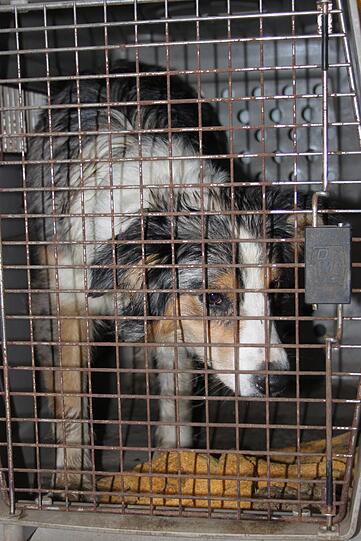 27 Hunde gerettet. Die Bilder zum Durchklicken.