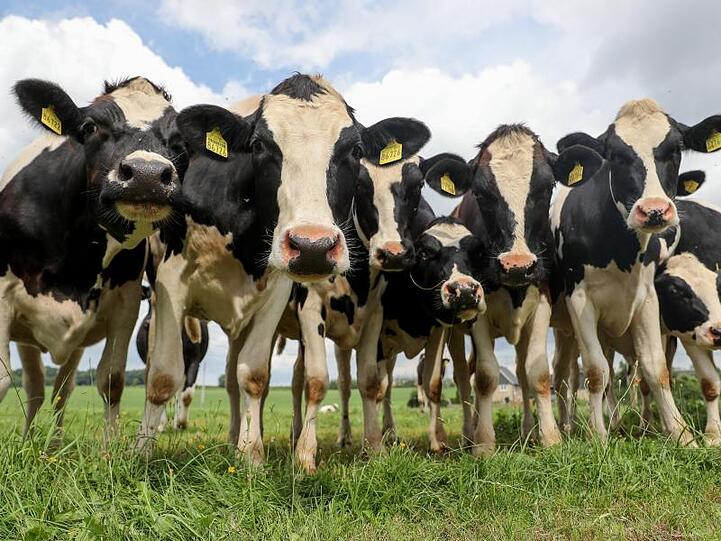 Kühe auf einem Feld. Foto: Jan Woitas/dpa-Zentralbild/dpa/Symbolbild