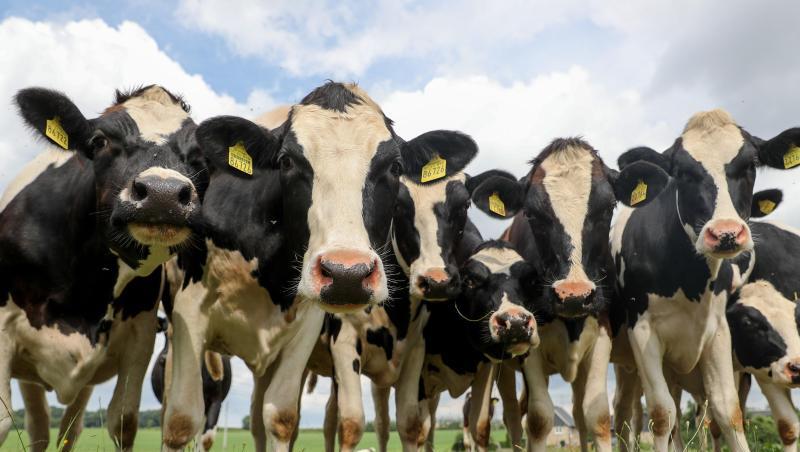 Kühe auf einem Feld. Foto: Jan Woitas/dpa-Zentralbild/dpa/Symbolbild Kühe auf einem Feld. Foto: Jan Woitas/dpa-Zentralbild/dpa/Symbolbild
