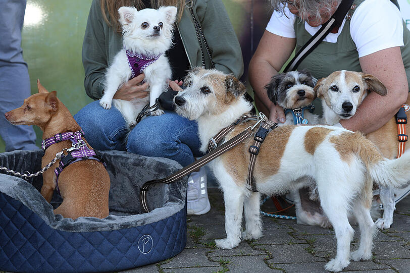 Sissy, Holly, Coco, Jojo und Wiggerl bei der Bettchen-Anprobe. Sissy, Holly, Coco, Jojo und Wiggerl bei der Bettchen-Anprobe.