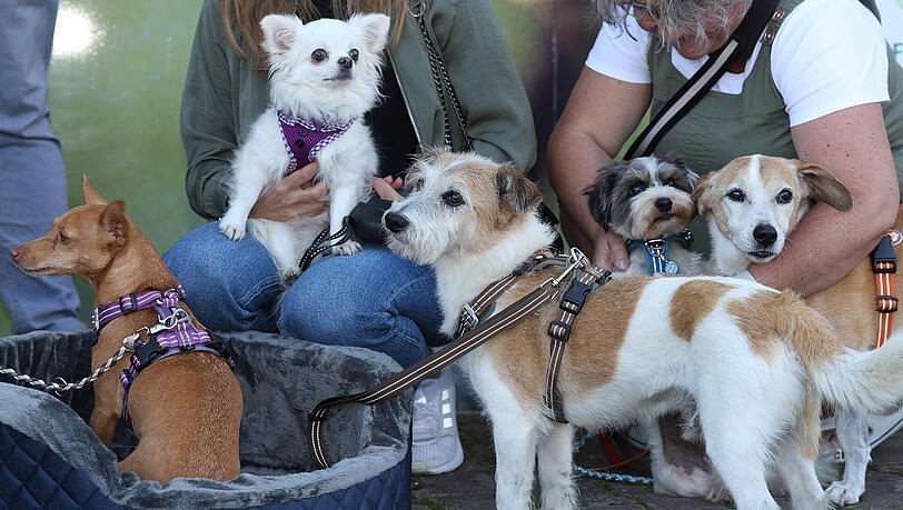 Sissy, Holly, Coco, Jojo und Wiggerl bei der Bettchen-Anprobe. Sissy, Holly, Coco, Jojo und Wiggerl bei der Bettchen-Anprobe.