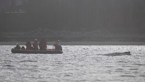 Der Wal soll jetzt in Ruhe gelassen werden - aber schafft er es aus eigener Kraft?