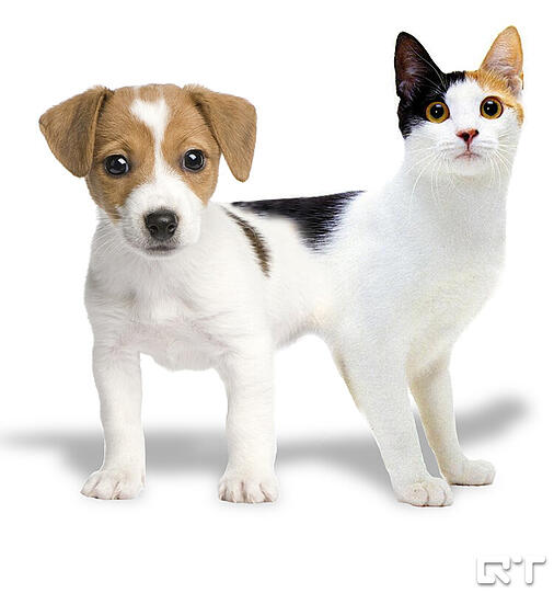 Die absolut verrückten Tierbilder von QuebecTango - Hier: ein Catdog - Mehr Bilder: www.q-target.co.uk
