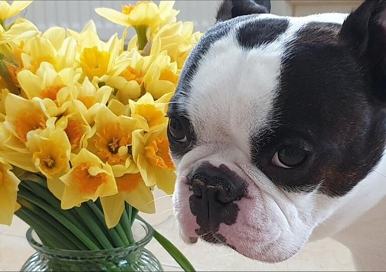 Oscar