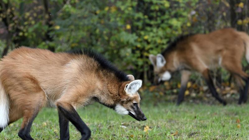 Mähnenwolf-Weibchen Aweti und Rüde Delgado sind seit kurzem im Münchner Tierpark Hellabrunn.