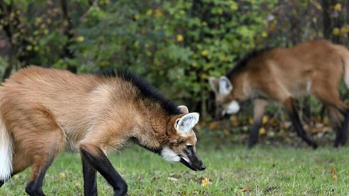 Mähnenwolf-Weibchen Aweti und Rüde Delgado sind seit kurzem im Münchner Tierpark Hellabrunn.