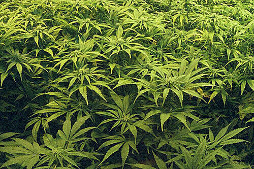Marihuana (Archivbild)
