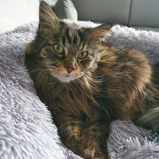 Saphira