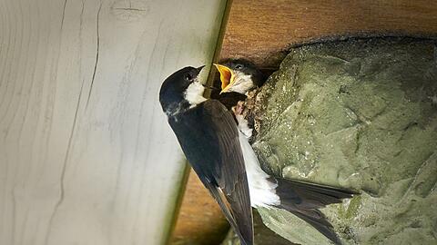 Die Mehlschwalbe ist der Vogel des Jahres 2027.