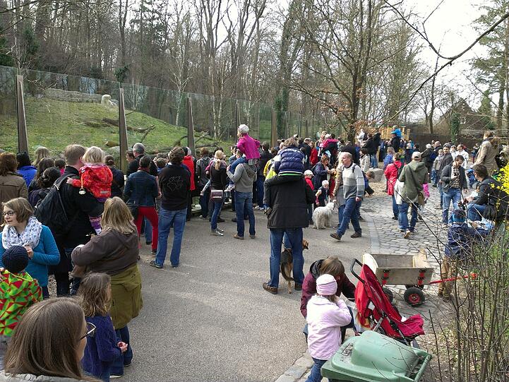 Immer mehr Leute warten auf den Eisbären-Nachwuchs im Tierpark Hellabrunn.