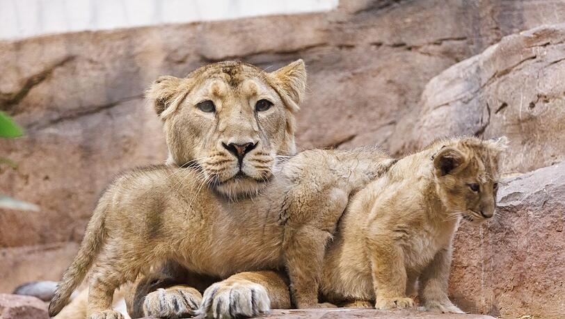 L&ouml;win Aarany bekommt nicht zum ersten Mal Nachwuchs im N&uuml;rnberger Tiergarten. (Archivbild)