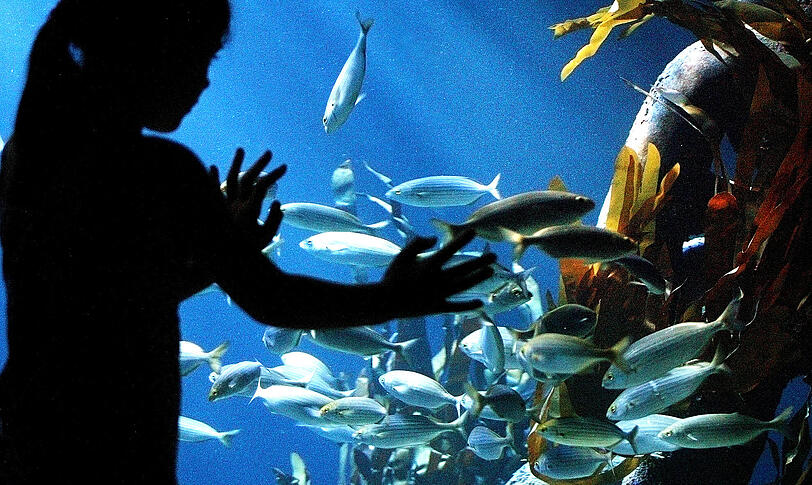 Impressionen aus Sea Life.