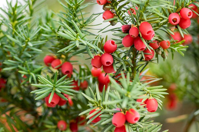 Die Eibe ist ein Nadelbaum, bei dem fast alle Teile giftig sind. Die Samen in den roten Samens&auml;ckchen enthalten Taxin. Bei Erwachsenen kann schon eine geringe verzehrte Menge zu Ateml&auml;hmung und Herzversagen f&uuml;hren. Schon nach zwei bis f&uuml;nf Stunden kann der Tod eintreten. Im Mittelalter hatte die Eibe den martialischen Titel "Baum des Todes". Das lag aber eher an den Waffen, die aus dem Eibenholz gefertigt wurden.
