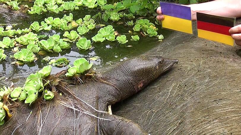Nilweichschildkröte Ramses orakelt für die Münchner Reptilienauffangstation. Mit Erfolg: Nachdem er langsam an Land gerobbt ist, drückt er bei seinem ersten Auftritt die weiche Nase an die Deutschland-Flagge.