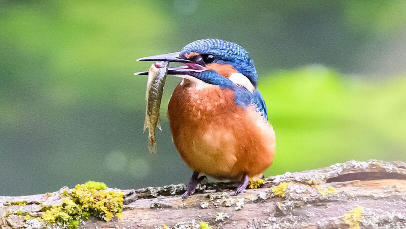 In wärmeren Wintern findet der Eisvogel besser Nahrung. (Archivbild) In wärmeren Wintern findet der Eisvogel besser Nahrung. (Archivbild)
