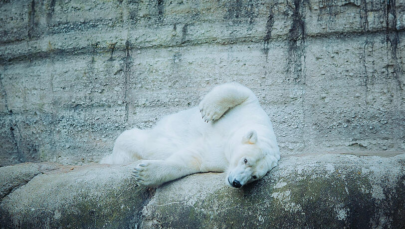 Was wollen die denn schon hier? Eisb&auml;rin Nanook (Kosename "Nookie") r&auml;kelt sich noch ganz verschlafen auf ihrem Felsen.&nbsp;