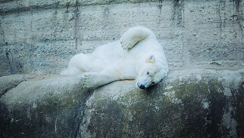 Was wollen die denn schon hier? Eisbärin Nanook (Kosename "Nookie") räkelt sich noch ganz verschlafen auf ihrem Felsen. Was wollen die denn schon hier? Eisbärin Nanook (Kosename "Nookie") räkelt sich noch ganz verschlafen auf ihrem Felsen.