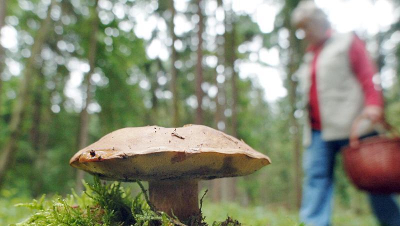 Eine Frau geht an einem Maronenröhrling-Pilz vorbei. Foto: Armin Weigel/Archivbild